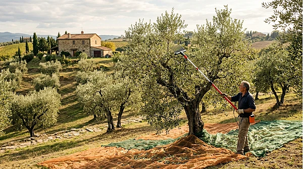 Abbacchiatore per piccoli oliveti (fino a 100 piante): cosa serve davvero