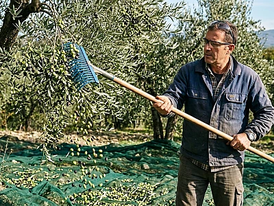 Come usare l'abbacchiatore senza danneggiare l'olivo: tecnica, movimenti, errori da evitare