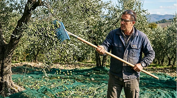 Come usare l'abbacchiatore senza danneggiare l'olivo: tecnica, movimenti, errori da evitare