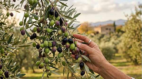 Quando raccogliere le olive: periodo giusto regione per regione e segnali di maturazione