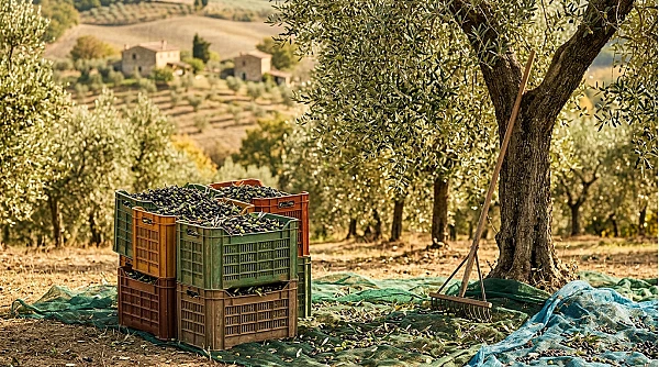 Quanti kg di olive si raccolgono in un'ora? Rese reali a mano, con abbacchiatore e in kit