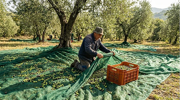 Raccolta olive con le reti: come stenderle, quali scegliere e come organizzare il lavoro